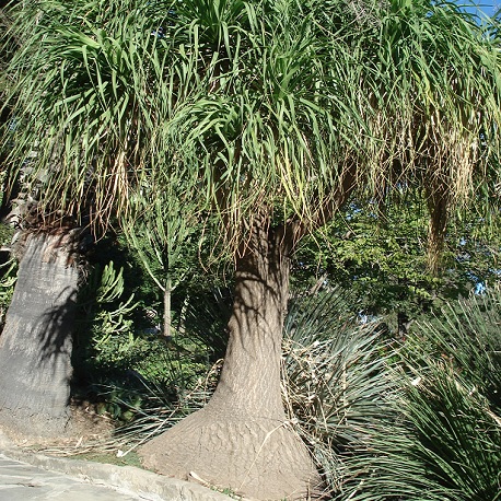 plant de pied d'éléphant
